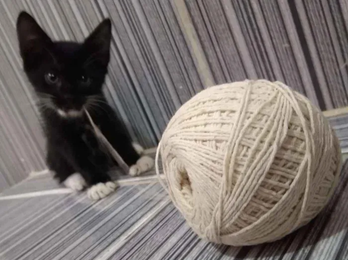 Gato raça Mestiça idade 2 a 6 meses nome Sem Nome