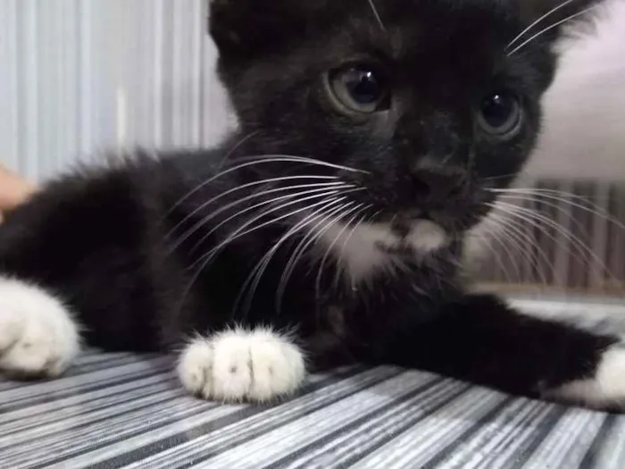 Gato raça Mestiça idade 2 a 6 meses nome Sem Nome