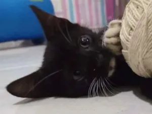 Gato raça Mestiça idade 2 a 6 meses nome Sem Nome
