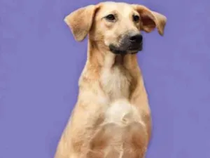 Cachorro raça SRD idade 2 anos nome Nana Banana