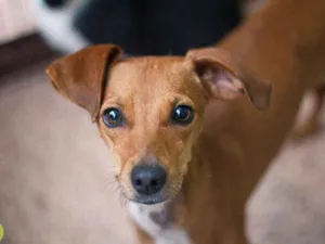 Cachorro raça SRD idade 2 anos nome Olívia