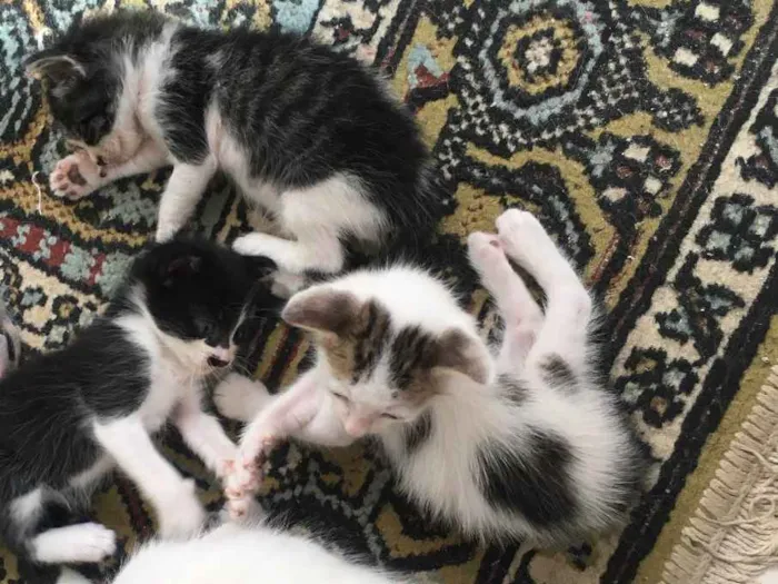 Gato ra a Sem raça definida  idade Abaixo de 2 meses nome Não tem nome