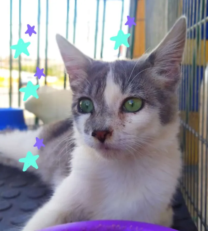 Gato ra a Sem raça definida idade 2 a 6 meses nome Valentin
