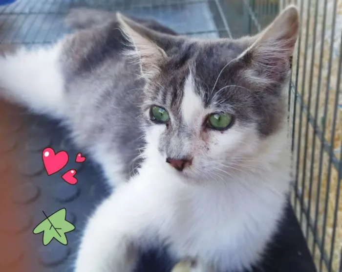Gato ra a Sem raça definida idade 2 a 6 meses nome Valentin