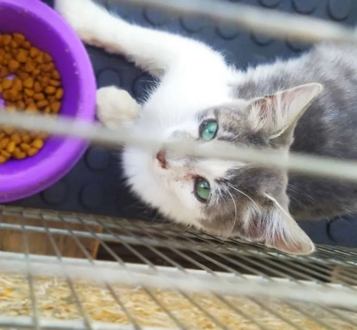 Gato ra a Sem raça definida idade 2 a 6 meses nome Valentin