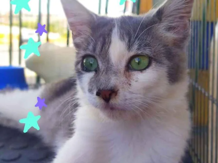 Gato ra a Sem raça definida idade 2 a 6 meses nome Valentin