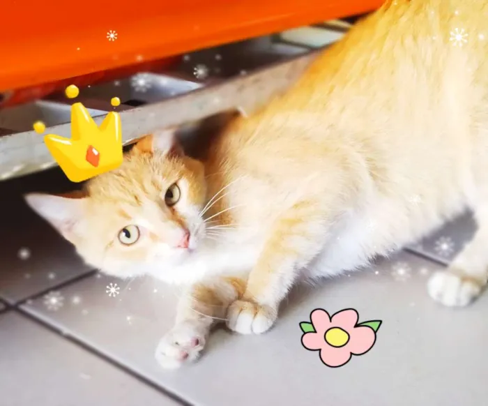 Gato ra a Srd idade 1 ano nome Filó