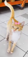 Filó