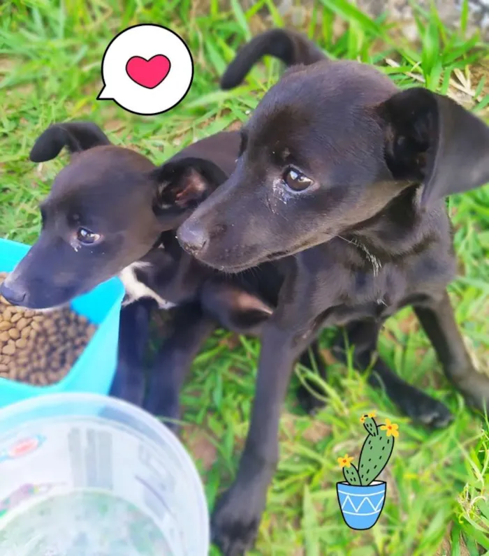Cachorro ra a Srd idade 2 a 6 meses nome Luna e lila