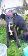 Luna e lila