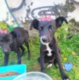 Luna e lila