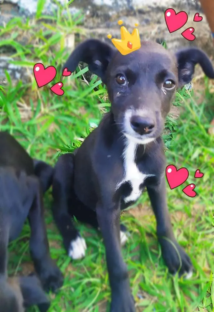 Cachorro ra a Srd idade 2 a 6 meses nome Luna e lila