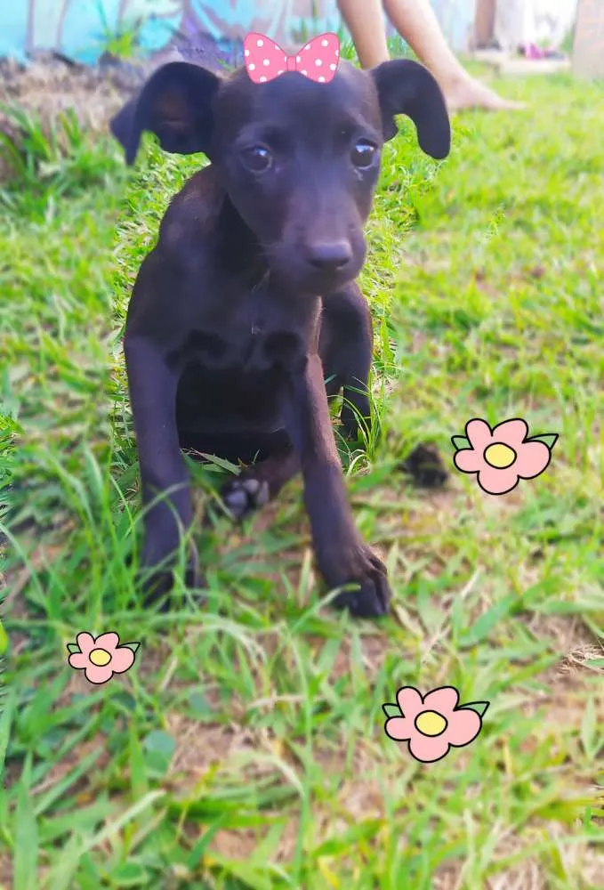 Cachorro ra a Srd idade 2 a 6 meses nome Luna e lila