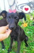 Luna e lila