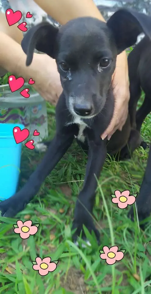 Cachorro ra a Srd idade 2 a 6 meses nome Luna e lila