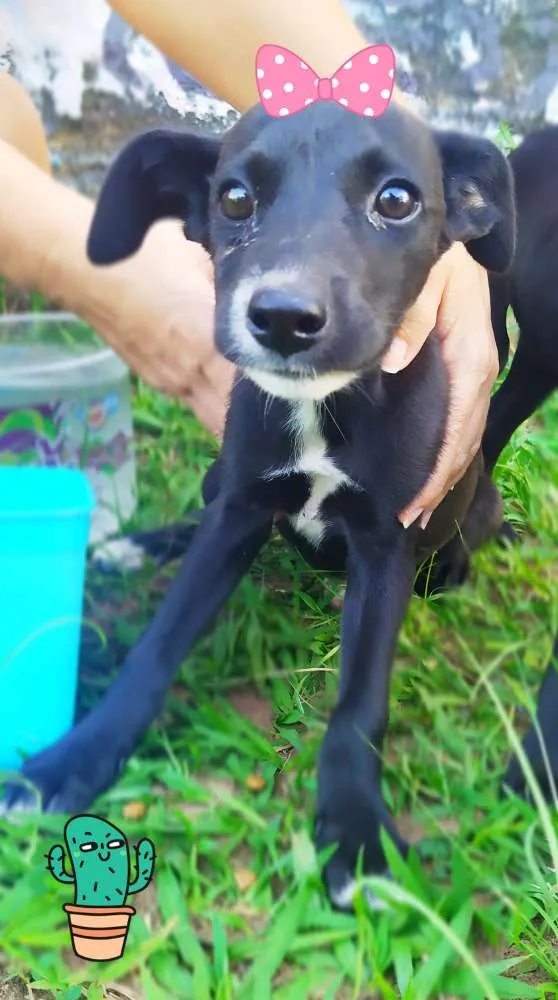 Cachorro ra a Srd idade 2 a 6 meses nome Luna e lila