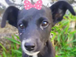 Cachorro raça Srd idade 2 a 6 meses nome Luna e lila