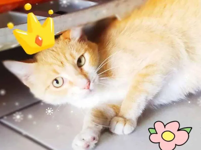 Gato ra a Srd idade 1 ano nome Filó