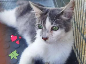 Gato raça Sem raça definida idade 2 a 6 meses nome Valentin