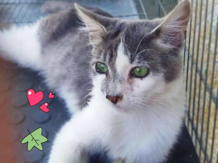 Gato ra a Sem raça definida idade 2 a 6 meses nome Valentin