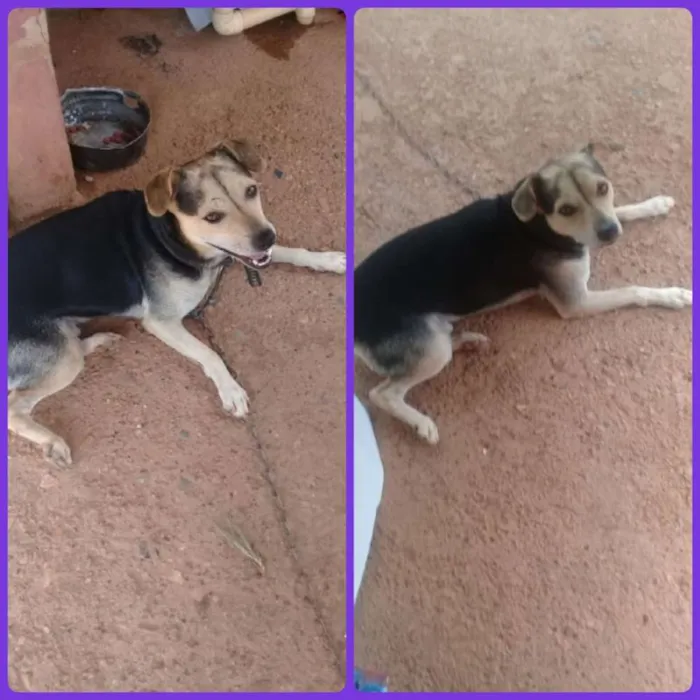 Cachorro ra a SRD idade 4 anos nome Bidu