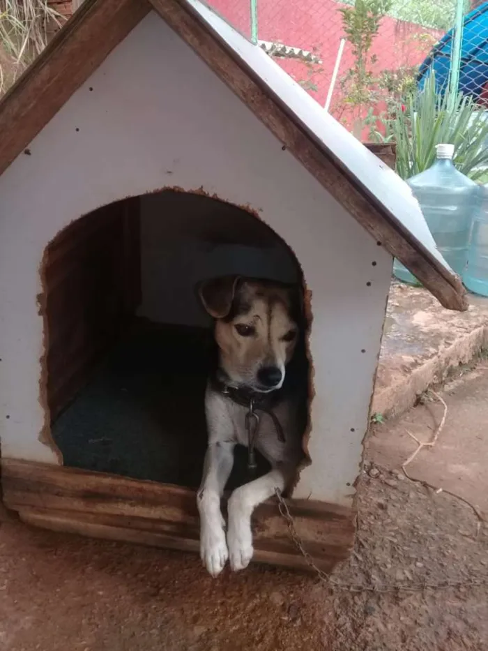 Cachorro ra a SRD idade 4 anos nome Bidu