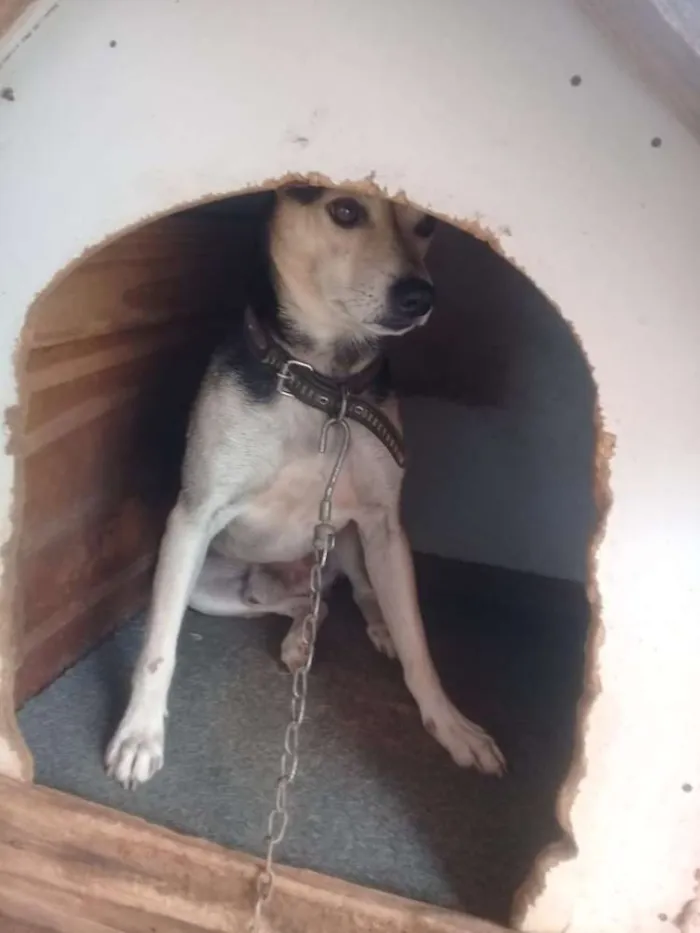 Cachorro ra a SRD idade 4 anos nome Bidu