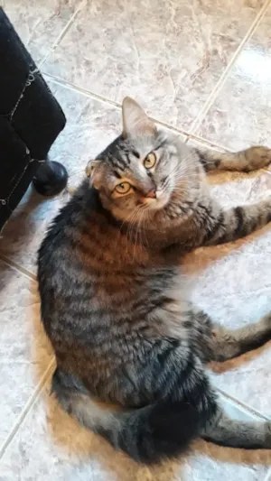 Gato raça  idade 3 anos nome Alfredinho , 