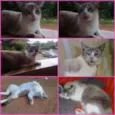 Nininha
