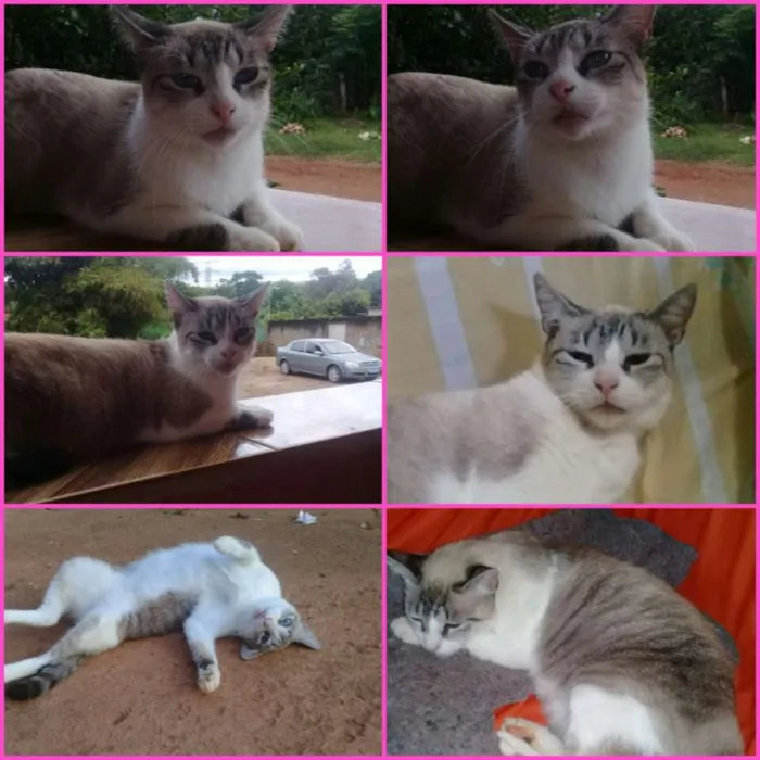 Gato ra a SRD idade 3 anos nome Nininha