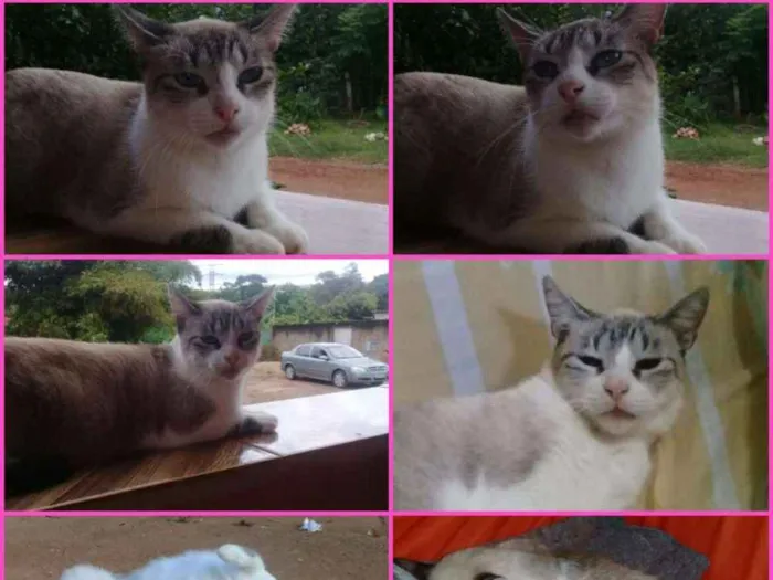 Gato ra a SRD idade 3 anos nome Nininha
