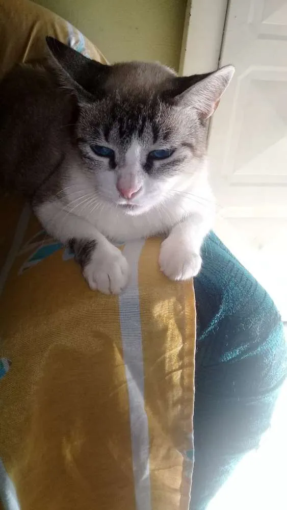 Gato ra a SRD idade 3 anos nome Nininha