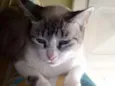Nininha