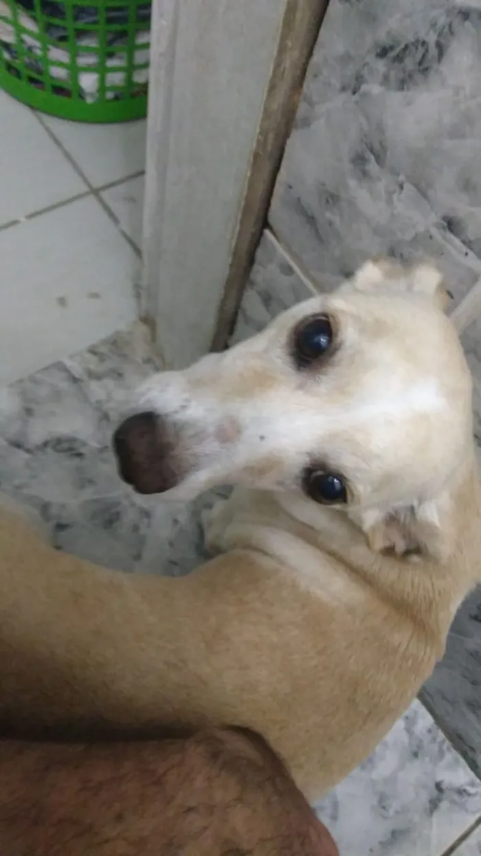 Cachorro ra a Vira lata idade 6 ou mais anos nome Bete