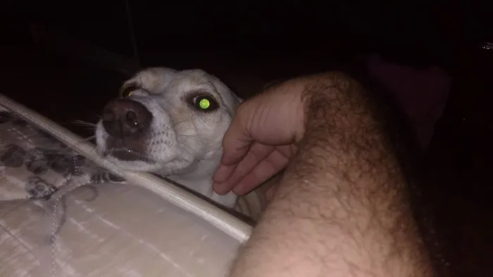 Cachorro ra a Vira lata idade 6 ou mais anos nome Bete