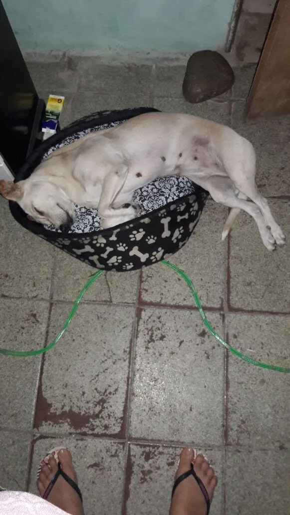 Cachorro ra a Vira lata idade 6 ou mais anos nome Bete