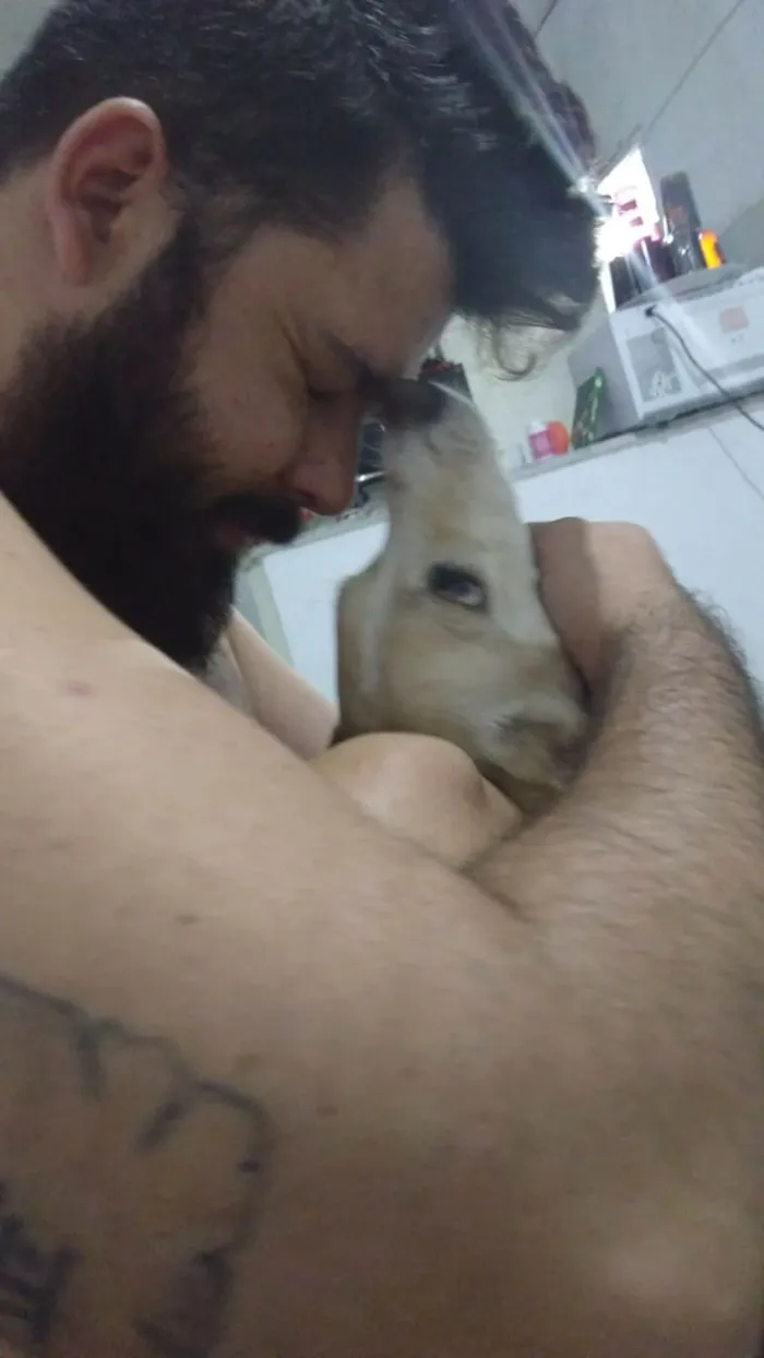 Cachorro ra a Vira lata idade 6 ou mais anos nome Bete
