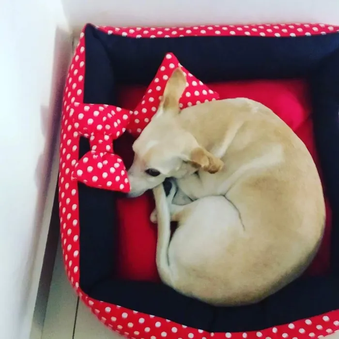 Cachorro ra a Vira lata idade 6 ou mais anos nome Bete