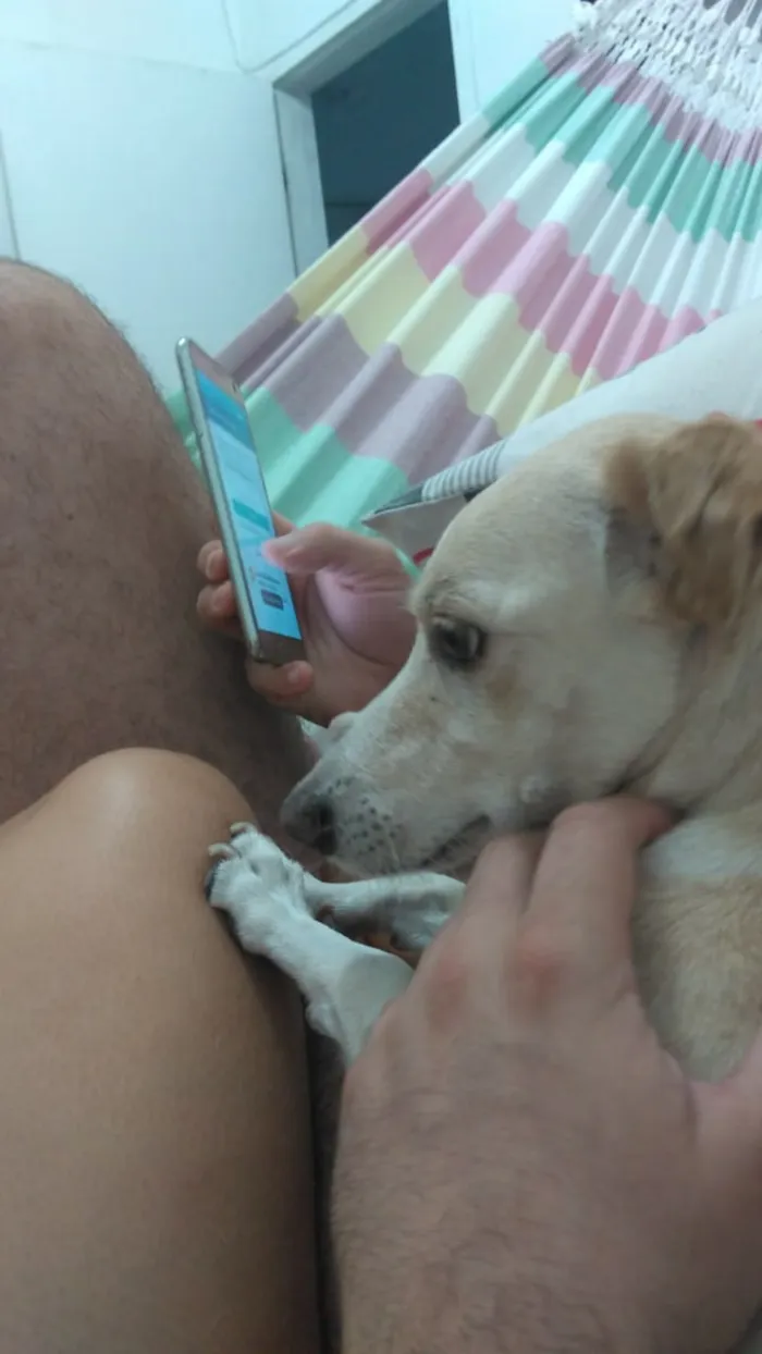 Cachorro ra a Vira lata idade 6 ou mais anos nome Bete