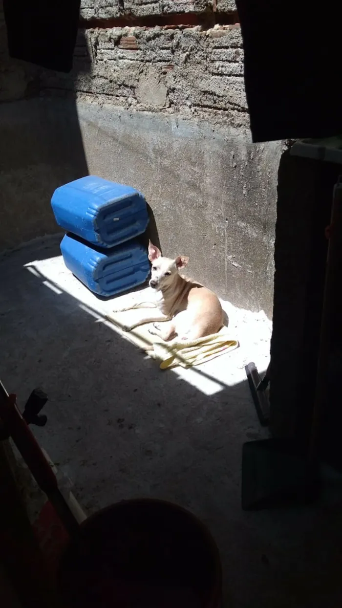 Cachorro ra a Vira lata idade 6 ou mais anos nome Bete