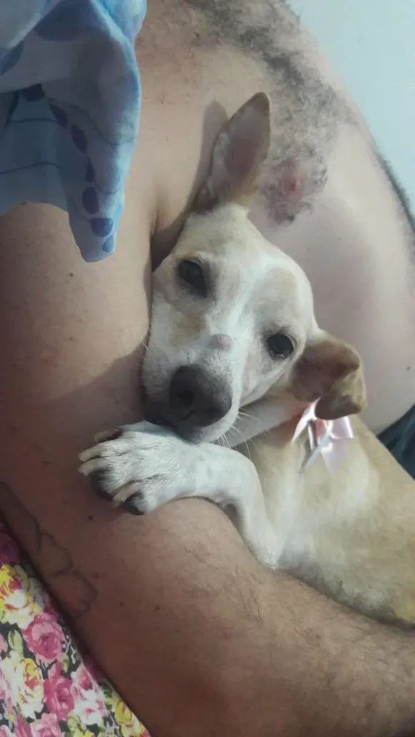 Cachorro ra a Vira lata idade 6 ou mais anos nome Bete