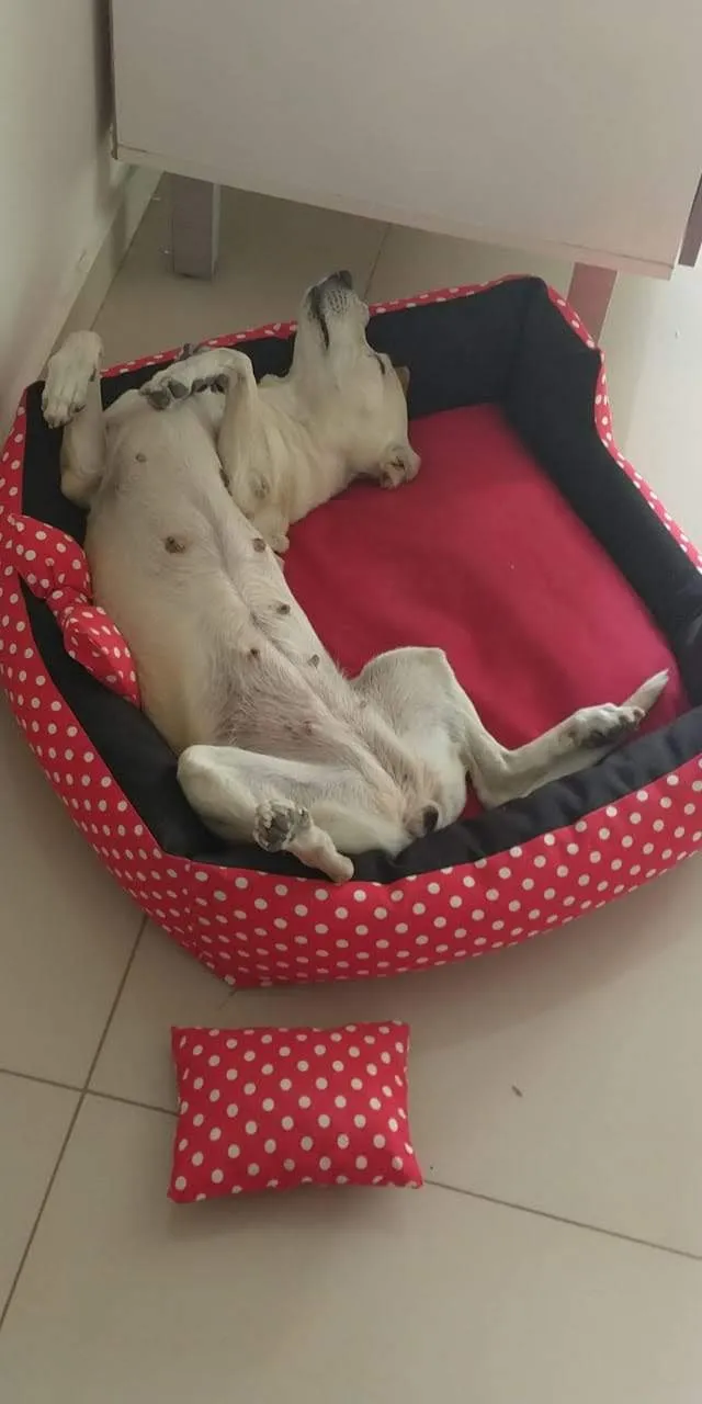 Cachorro ra a Vira lata idade 6 ou mais anos nome Bete