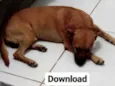 Download