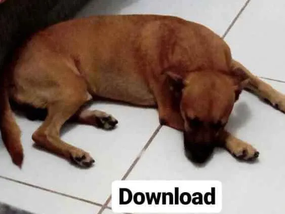 Cachorro raça Vira lata idade  nome Download