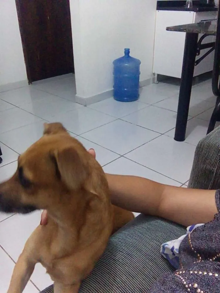 Cachorro raça Vira lata idade  nome Download
