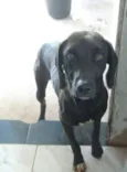 Negão 