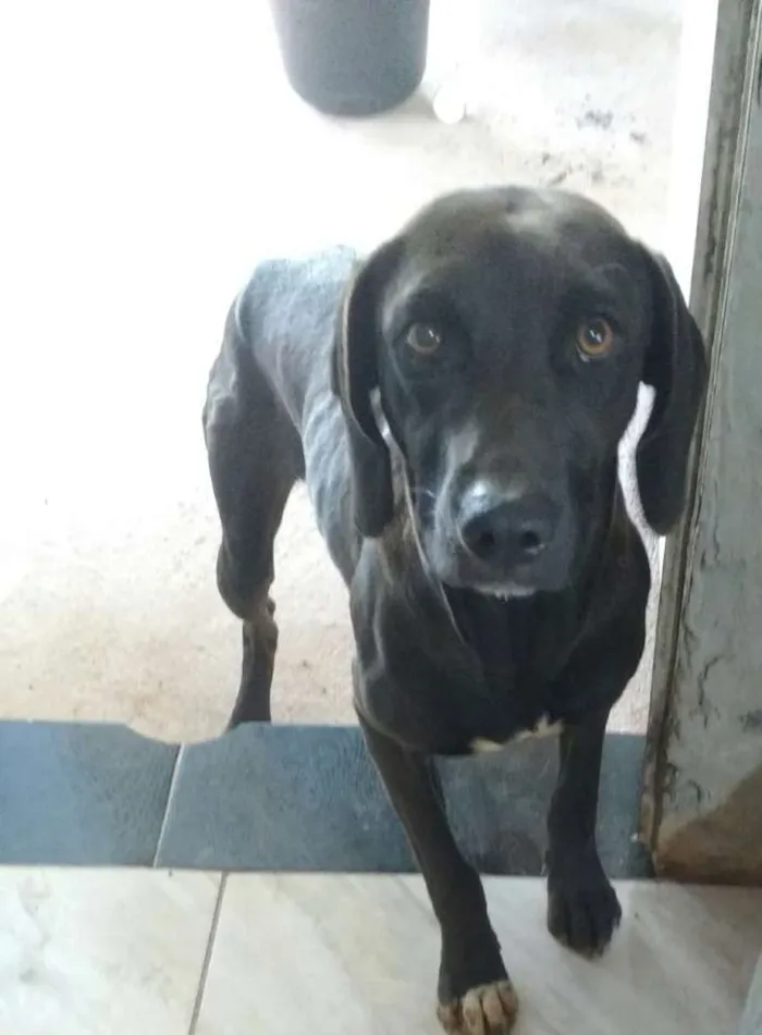 Cachorro raça Sem raca definida  idade 1 ano nome Negão 