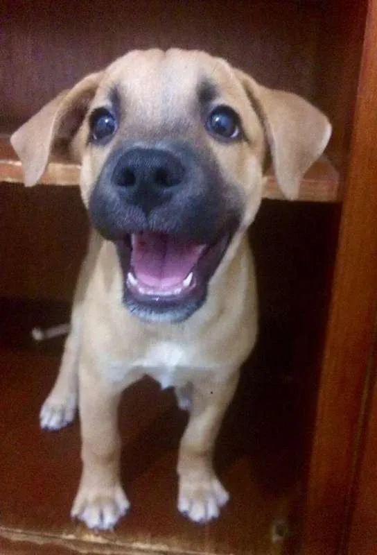 Cachorro ra a  idade 2 a 6 meses nome Cacau