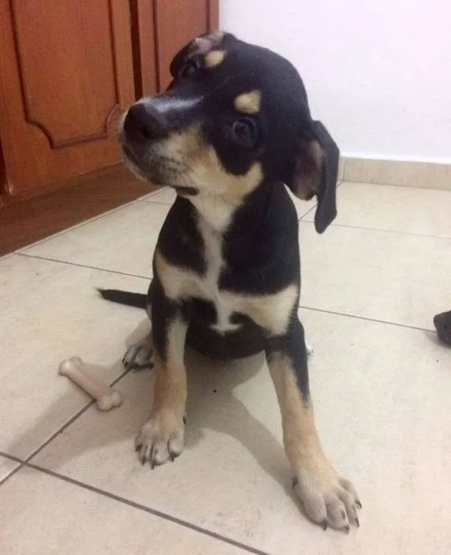 Cachorro ra a  idade 2 a 6 meses nome Eva
