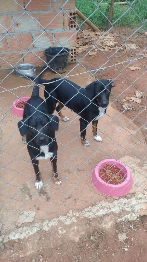 Cachorro raça S raça definida idade 7 a 11 meses nome Pretinha e neguinha